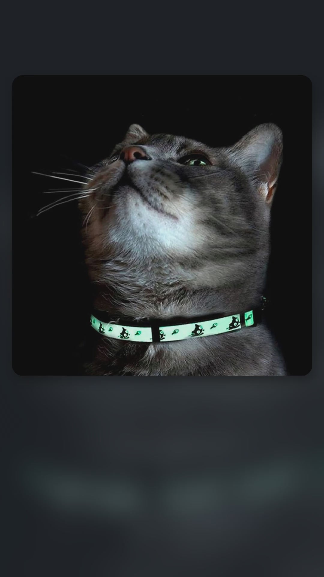 Glow-in-the-Dark Cat Collar – product video